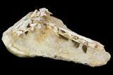 Mosasaur Jaws (Platecarpus) - Exceptional Preparation #110020-3